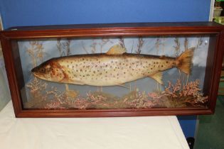 Taxidermy study of fresh water salmon amongst foliage in mounted glazed mahogany frame 37cm x