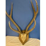 Set of Red Deer antlers mounted on wooden shield with label on the back ROWLAND WARD OF