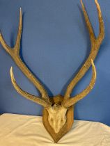 Set of Red Deer antlers mounted on wooden shield with label on the back ROWLAND WARD OF