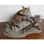 Taxidermy study of a fox cub lying on a log. H34cm approx