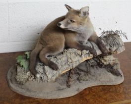 Taxidermy study of a fox cub lying on a log. H34cm approx