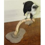 Taxidermy study of a magpie stealing eggs. H36cm approx