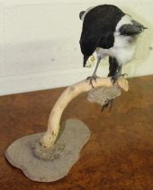 Taxidermy study of a magpie stealing eggs. H36cm approx