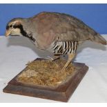 Taxidermy study of a Gray Partridge on grass, with stand. H19cm.