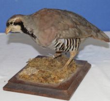 Taxidermy study of a Gray Partridge on grass, with stand. H19cm.