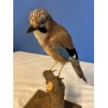 Taxidermy study of a Jay on a branch and stand. H33cm