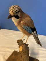 Taxidermy study of a Jay on a branch and stand. H33cm