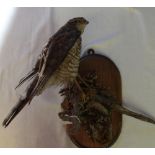 Taxidermy study of a Sparrowhawk on branch, on wall plaque