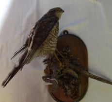 Taxidermy study of a Sparrowhawk on branch, on wall plaque