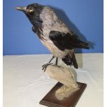 Taxidermy study of a Hooded Crow on branch, and stand. H43cm