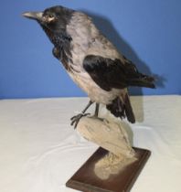 Taxidermy study of a Hooded Crow on branch, and stand. H43cm