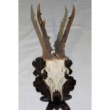 Roe Deer skull mounted on wooden plaque