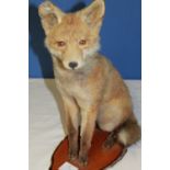 Taxidermy study of a young Fox sitting on a wooden stand. H49cm