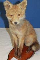 Taxidermy study of a young Fox sitting on a wooden stand. H49cm