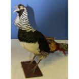 Taxidermy study of a Golden pheasant on wooden stand. H40cm.