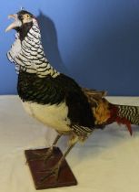 Taxidermy study of a Golden pheasant on wooden stand. H40cm.