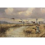 Wilfrid Bailey (British C20th); Mallards in flight, oil on canvas, signed, 49cm x 75cm