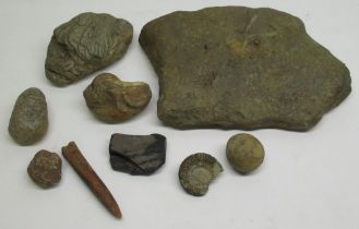 Collection of Fossils and Minerals inc. Ammonites and a tooth (9)