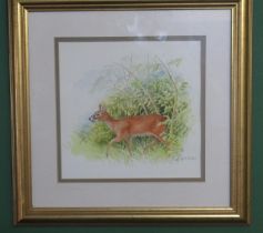 Elizabeth M Halstead (British C20th); Chinese Water Deer, watercolour, signed in pencil, 21cm x 22cm