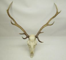 10 point Stag skull, H approx. 87cm