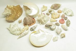 Mixed collection of Sea shells inc. Conch's, Scallop, Conus, etc. (29)