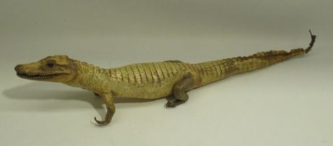 Taxidermy study of a Cayman crocodile, L69cm, a/f