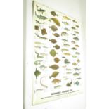 Bridport Gundry Ltd Seafish poster 103cm x 70.5cm, Freshwater fish poster 102.5cm x 70.5cm, Edible