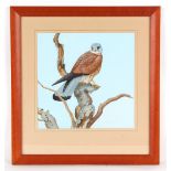Property of a deceased estate - Gareth Parry RCA (British, b.1951) - A KESTREL PERCHED ON A BRANCH -