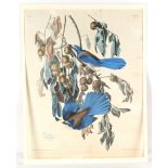 Property of a deceased estate - John James Audubon (1785-1851) - FLORIDA JAY, Garrulus