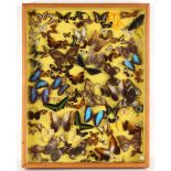 Property of a lady - a display of specimen butterflies, English 19th century, in glazed wall case,