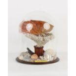 Property of a lady - a Pacific coral & seashells specimen display, under glass dome, 21.25ins. (