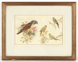 Property of a gentleman - Peter Hayman S.W.L.A. (b.1930) - 'TALKING BIRDS' - watercolour, 6.5 by