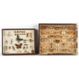 Property of a lady - two entymology specimen cases, late 19th / early 20th century, the specimens