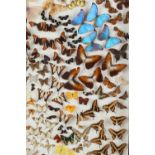 Property of a lady - a large display of specimen tropical butterflies, late 19th century, in