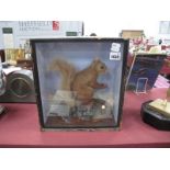 A XIX Century Taxidermy Cased Red Squirrel, 28 x 30