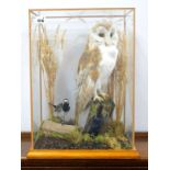 Taxidermy: A Barn Owl and a Black and White Wagtail, amongst grasses and logs, in a glazed display