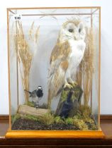 Taxidermy: A Barn Owl and a Black and White Wagtail, amongst grasses and logs, in a glazed display