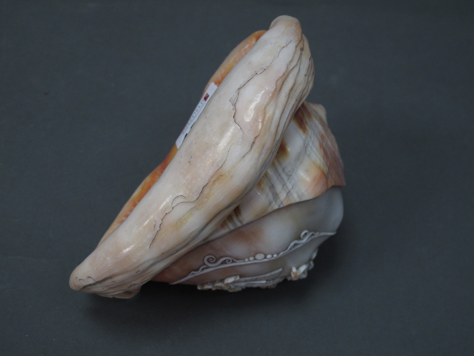 A Late XIX Century Cameo Carved Conch Shell, decorated with a portrait of Medusa, 14cm long. - Image 5 of 7