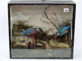 Taxidermy; Two Kingfishers Amongst Grasses and Rocks, in a glazed display case, 41cm high.