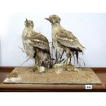 Taxidermy; Two Game Birds Amongst Grasses, in a glazed display case (cracked), 49cm high.