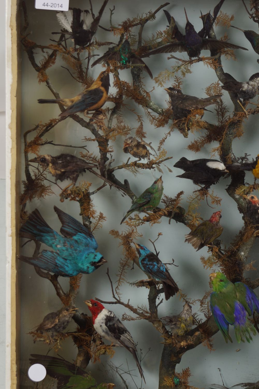 TAXIDERMY: CASE OF EXOTIC COLOURFUL BIRDS - Image 3 of 3