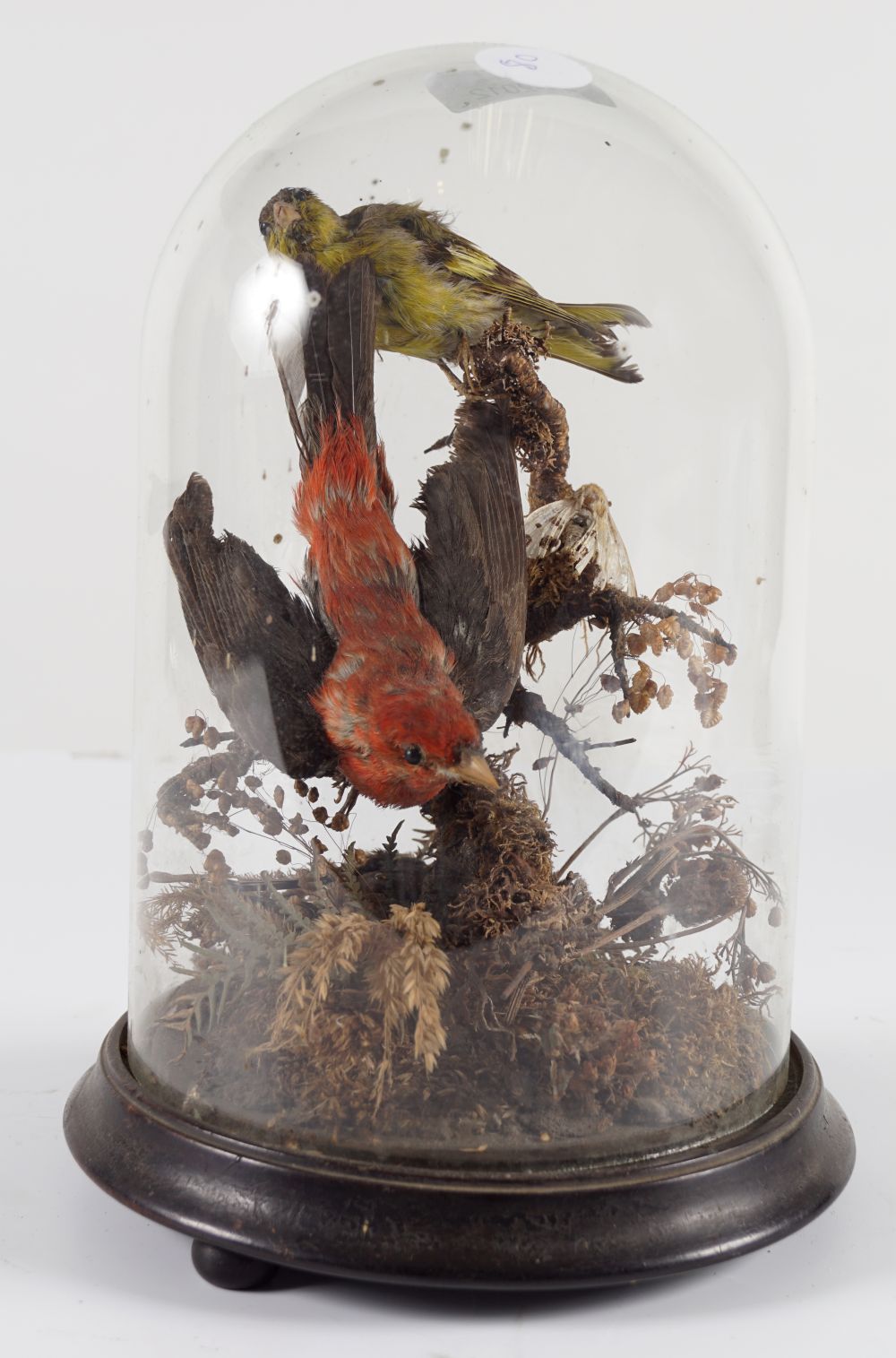 TAXIDERMY: EXOTIC COLOURFUL BIRDS