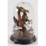 TAXIDERMY: EXOTIC COLOURFUL BIRDS