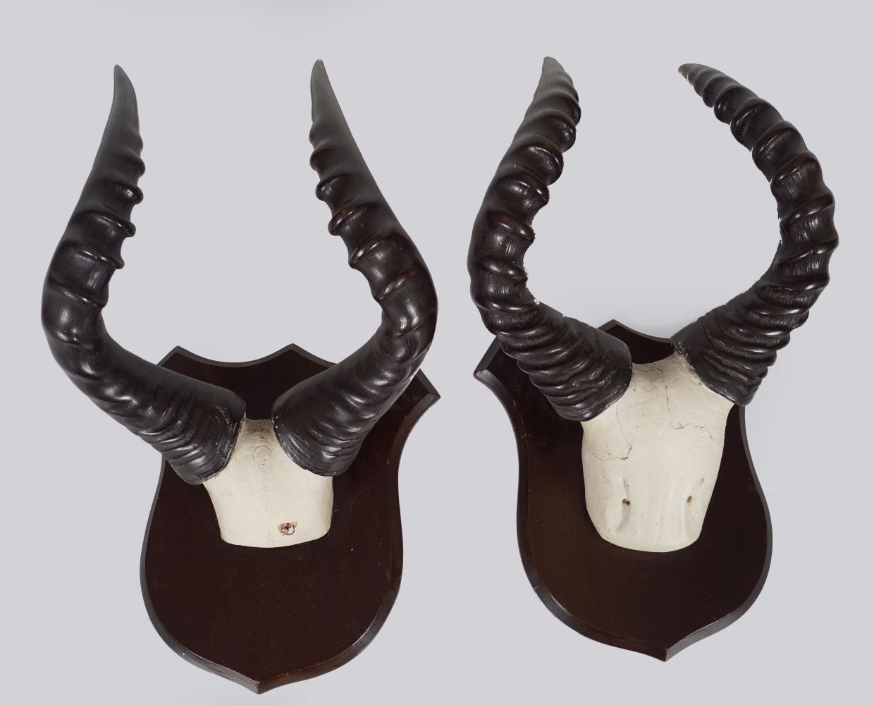 TAXIDERMY: 2 PAIRS OF GAZELLE ANTLERS