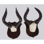 TAXIDERMY: 2 PAIRS OF GAZELLE ANTLERS