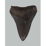 4 INCH CARCHARODON SERRATED MEGALODON SHARK TOOTH