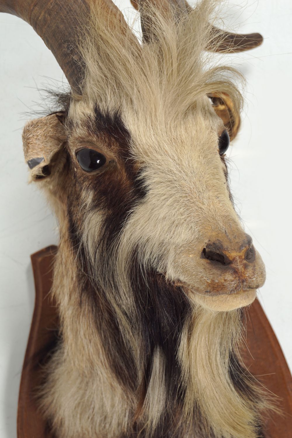 TAXIDERMY: MOUNTED GOAT'S HEAD - Image 2 of 2