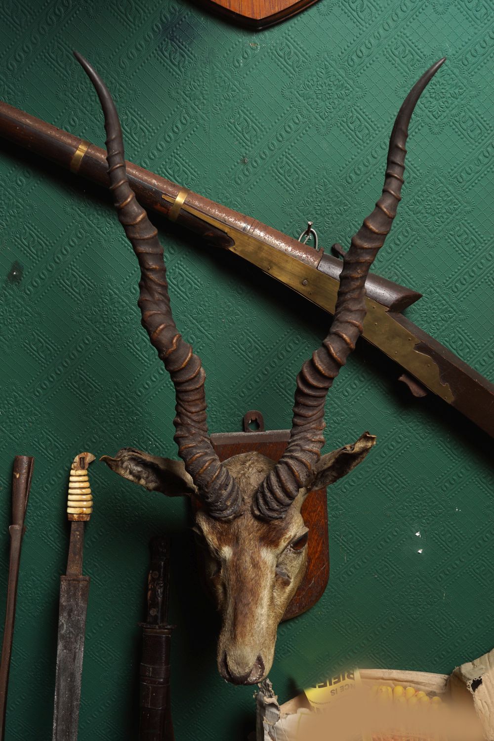 TAXIDERMY: ANTELOPE