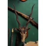 TAXIDERMY: ANTELOPE