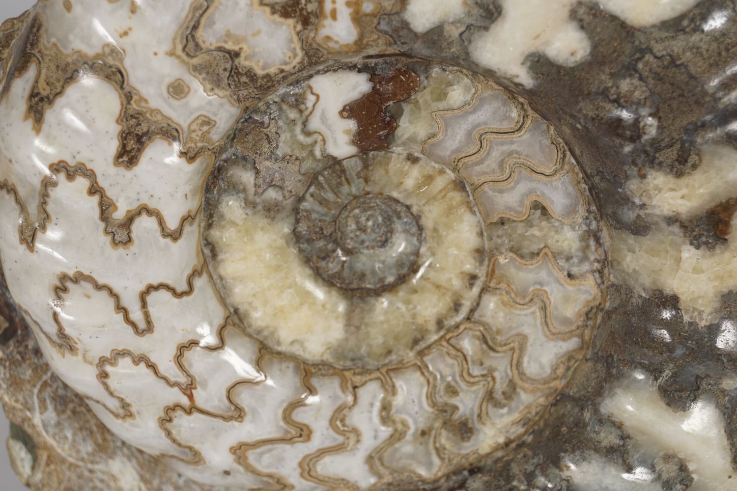 AMMONITE ASTEROCERAS OBTUSUM - Image 2 of 4